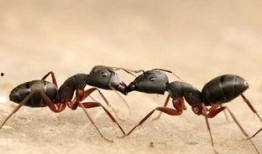 梦见好多蚂蚁吃瓜,蚂蚁大军共赴瓜果盛宴