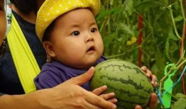 吃瓜黄金短剧,揭秘娱乐圈背后的秘密与笑料