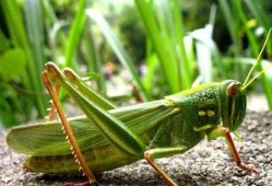 蝈蝈吃瓜吗,揭秘蝈蝈吃瓜之谜