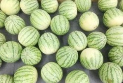 带你吃瓜之广东,广东美食探秘之旅