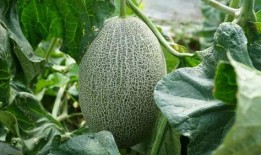 吃的瓜怎么留种,如何科学留种吃出健康美味