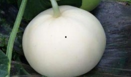 会吃梨瓜吗,你真的会吃梨瓜吗？