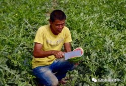 临夏吃瓜怎么爆料,揭秘爆料背后的真相