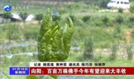 向阳瓜可以吃吗,揭秘其食用价值与食用方法