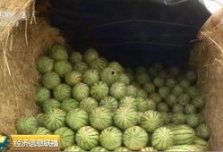 厚力瓜怎么吃,解锁美味新体验