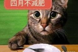 猫猫吃瓜泄露心声,揭秘宠物界的八卦风云