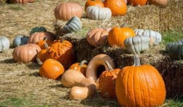 徐州街头吃瓜趣闻,吃瓜趣闻，一网打尽！