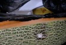 波斯蜜瓜咋吃,尽享夏日清新美味