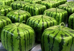 众华夏神仙吃瓜,共赏人间吃瓜盛况