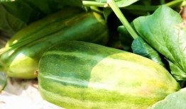 瓜还有什么做法可以吃,创意瓜果烹饪法大盘点