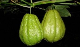 瓜还有什么做法可以吃,创意瓜果烹饪法大盘点