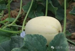 可以吃脆瓜吗