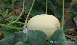 可以吃脆瓜吗