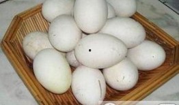 吃天鹅蛋瓜有什么好处,滋补养生，益处多多的天然美食