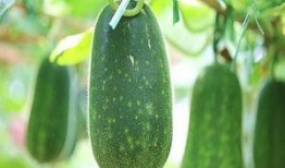 什么瓜越吃越甜什么瓜越吃越越苦,探究“越吃越甜”与“越吃越苦”的奥秘