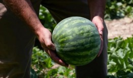 中国人吃瓜,揭秘全民娱乐背后的现象与影响