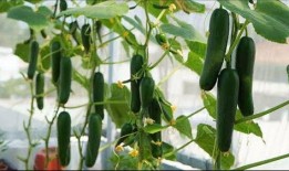 吃瓜能持续多久,揭秘吃瓜能持续多久的奥秘