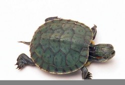 皮皮龟吃瓜影院大全,盘点全网热门影视佳作