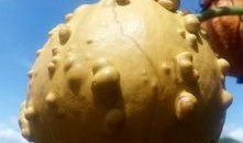 吃奇瓜异果,探寻奇瓜异果的神秘世界