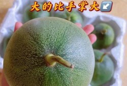 辰辰橙吃瓜,揭秘娱乐圈幕后故事