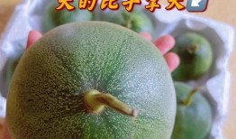 辰辰橙吃瓜,揭秘娱乐圈幕后故事