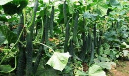 花落时节吃瓜,品味春日里的甜蜜时光