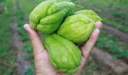 玉瓜可以过年吃吗吗,传统美食过大年的必备佳品