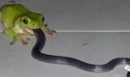 梦见蛇吃大瓜,蛇吞大瓜的神秘寓意解析