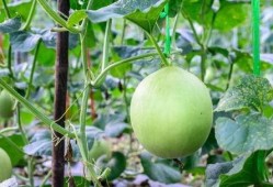 吃瓜嗓子破皮,揭秘夏日消暑美食背后的健康隐患