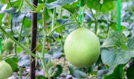 吃瓜嗓子破皮,揭秘夏日消暑美食背后的健康隐患