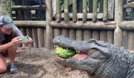 吃瓜是生物的本性,吃瓜背后的自然奥秘