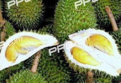 吃榴莲可以吃小瓜吗?,揭秘榴莲配小瓜的独特风味