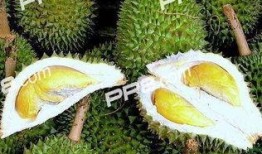 吃榴莲可以吃小瓜吗?,揭秘榴莲配小瓜的独特风味