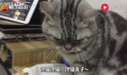 猫吃小瓜,揭秘猫为何钟爱小瓜的秘密