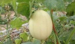 梦见别人给我吃梨瓜,揭秘梦中他人馈赠梨瓜的神秘寓意