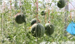 西昌吃瓜热门视频,一场视觉与味蕾的双重盛宴