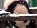 熊吃瓜视频