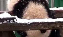 熊吃瓜视频