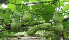 吃瓜的长相特征,揭秘吃瓜界的“颜值担当”