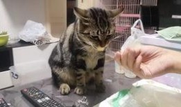 吃瓜的狸花猫,揭秘猫咪的趣味生活瞬间