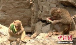 猴猴吃瓜图片,趣味横生瞬间捕捉