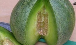 吃绿宝瓜坏处,绿宝瓜过量食用可能带来的健康隐患