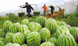 夏日吃瓜过瘾,瓜果飘香——畅享清凉解暑美食之旅