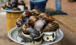 蜗牛吃不吃素瓜