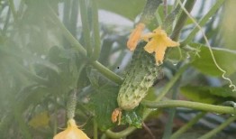 哪些瓜的花可以吃