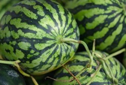 景宁消防吃瓜,一场意外引发的网络热议