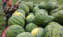 泗水吃瓜事件,一场引发社会热议的网络风波