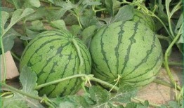 吃天鹅蛋瓜有什么好处,滋补养生，益处多多的天然美食