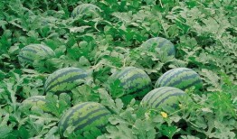 霍州吃货吃瓜群微信,美食与趣事的微信盛宴