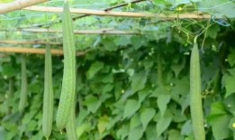 春吃芽夏吃瓜的功效,养生之道